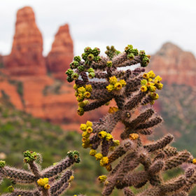 Local vegetation: Cactus